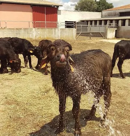 Pentuma Κατάλυμα σε φάρμα