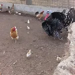 Pentuma Chiaramonti