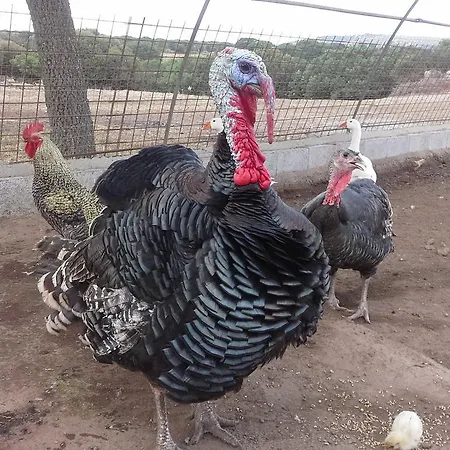 Pentuma Farmház