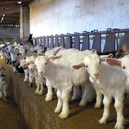 Pentuma Farmház Chiaramonti