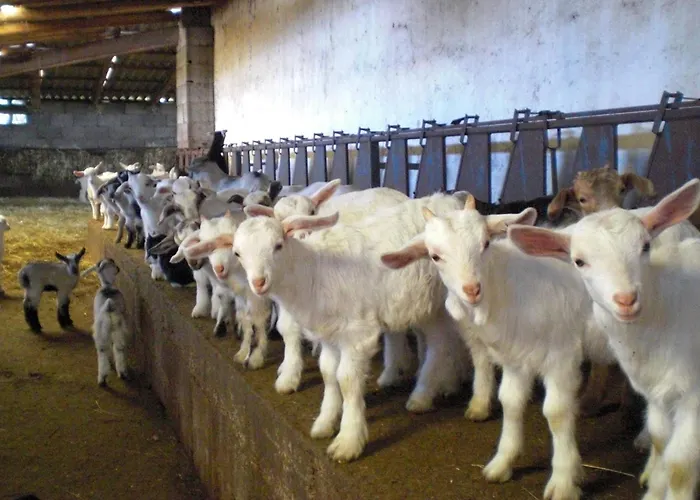 Pentuma Séjour à la ferme Chiaramonti